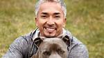 Dog Whisperer Tragedy Fact Check: Debunking Viral Claims and Lethal Attack Rumors