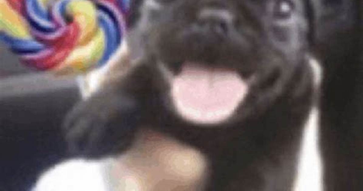 Dog with Lollipop Meme Explained Meaning Blank Templates And