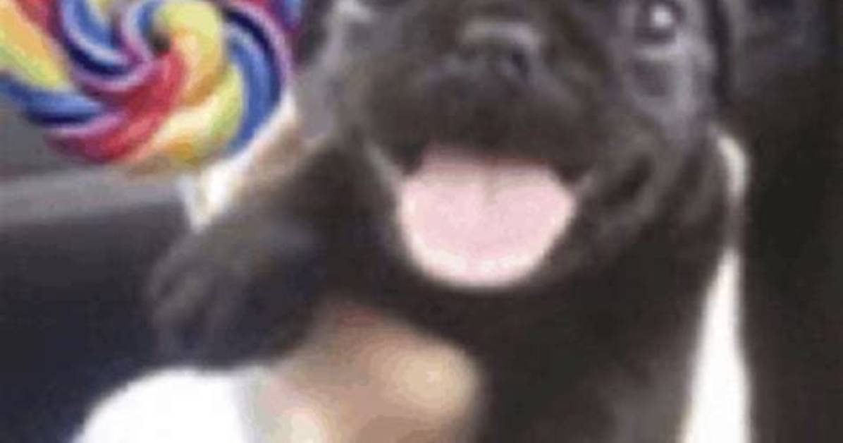 Dog with Lollipop Meme Faq Meaning Template Downloads And