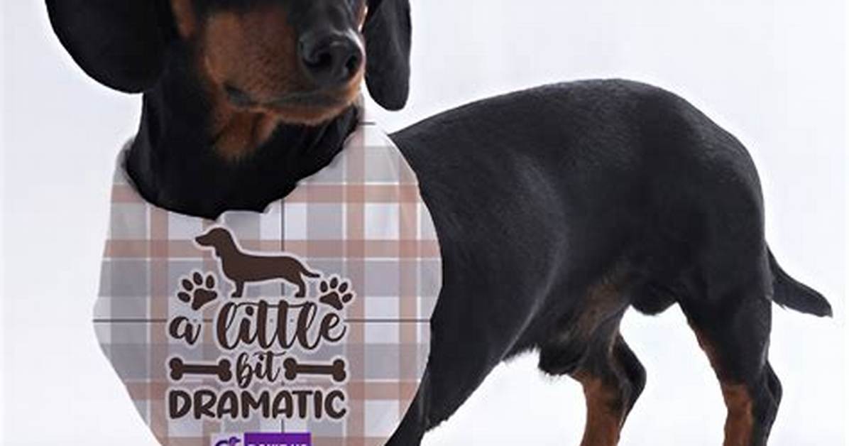 Dramatic Dachshund Makeovers Incredible Before and After
