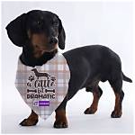 Dramatic Dachshund Makeovers: Incredible Before-and-After Wirehair Transformations