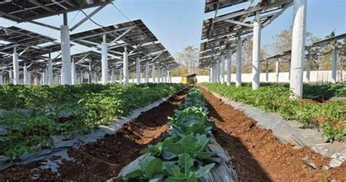 Dual Use Farmland Inside the Rise of Agrivoltaics and Clean Energy Co