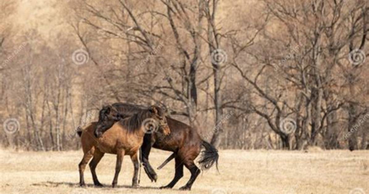Equine Mating Mechanics What Really Happens When Size Disparities Collide In