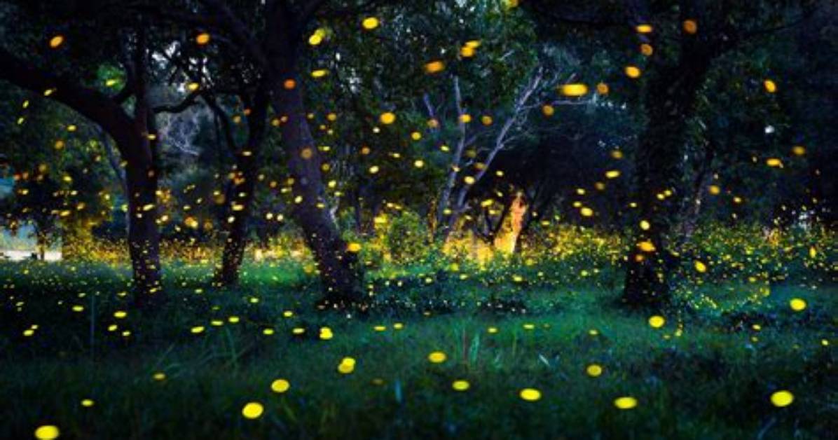 Everything to Know About the Fireflies in the Princess and the Frog Full