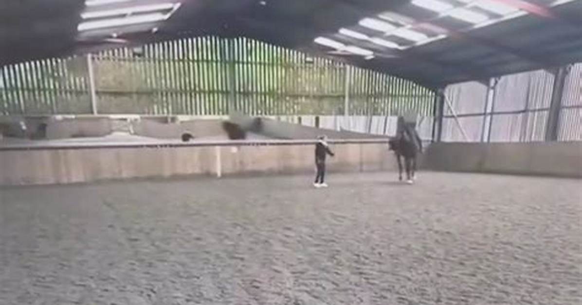 Examining the Viral Charlotte Horse Footage What Uncut Dashcam and Phone