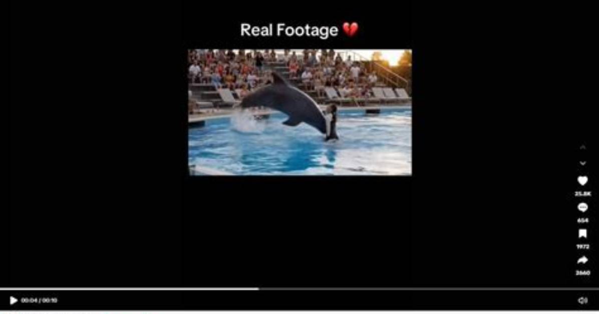 Fact Check Does a Real Dolphin Boarding School Exist and Where Did The