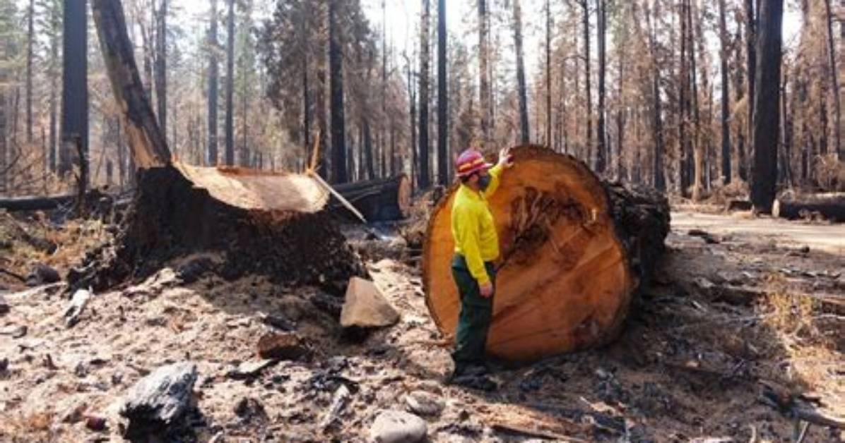 Fact Check Does Logging out Of
