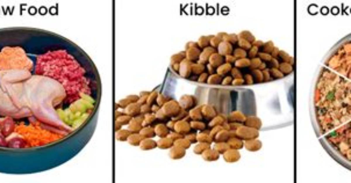 Fact Checking Dachshund Diets Why Cutting Kibble Alone May Require a Vet S
