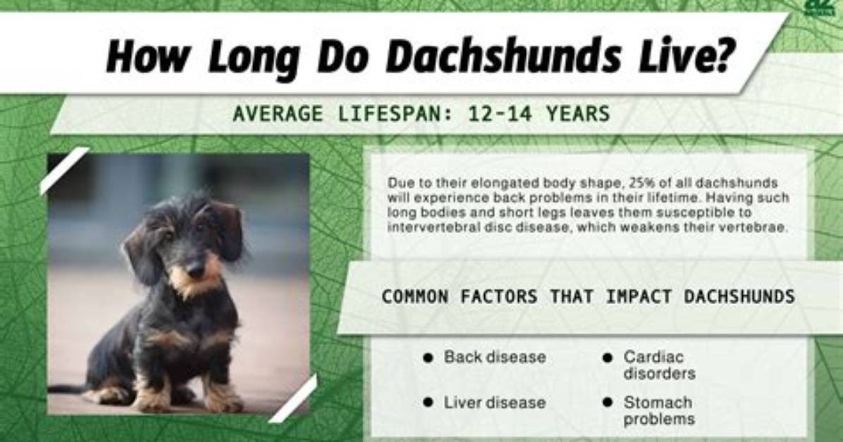 Fact Checking Dachshund Lifespan Do Miniatures and Teacups Really