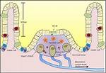 Fact-Checking Gut Immunity: Do Peyer’s Patches Do More Than Capture Pathogens?