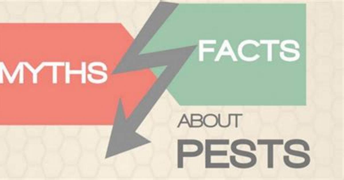 Fact Checking Household Pest Myths Do Spiders Like Hot Or