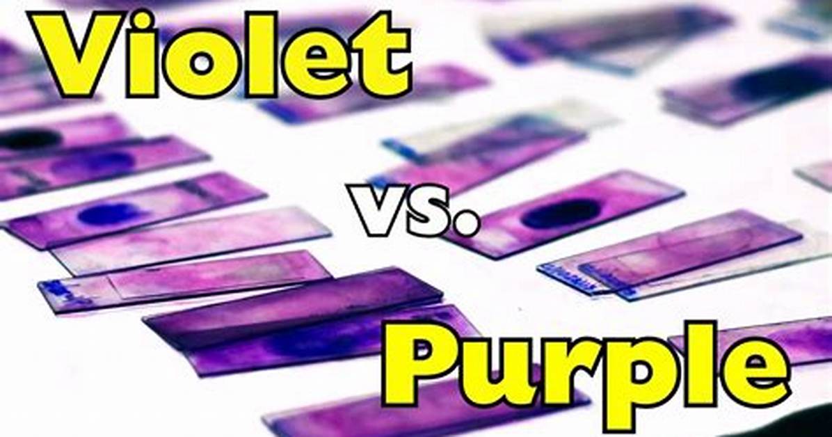 Fact Checking Purple vs Violet Debunking Everyday Color