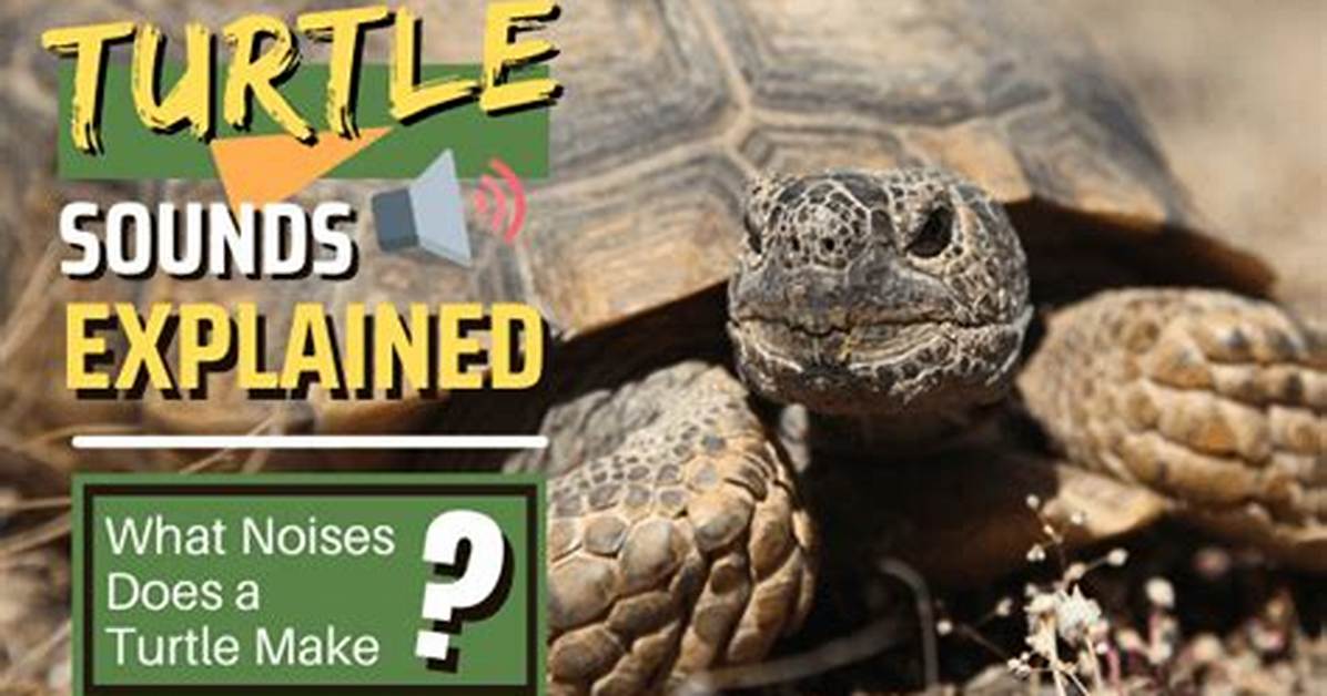 Fact Checking Turtle Sounds Normal Vocal Behavior vs Respiratory