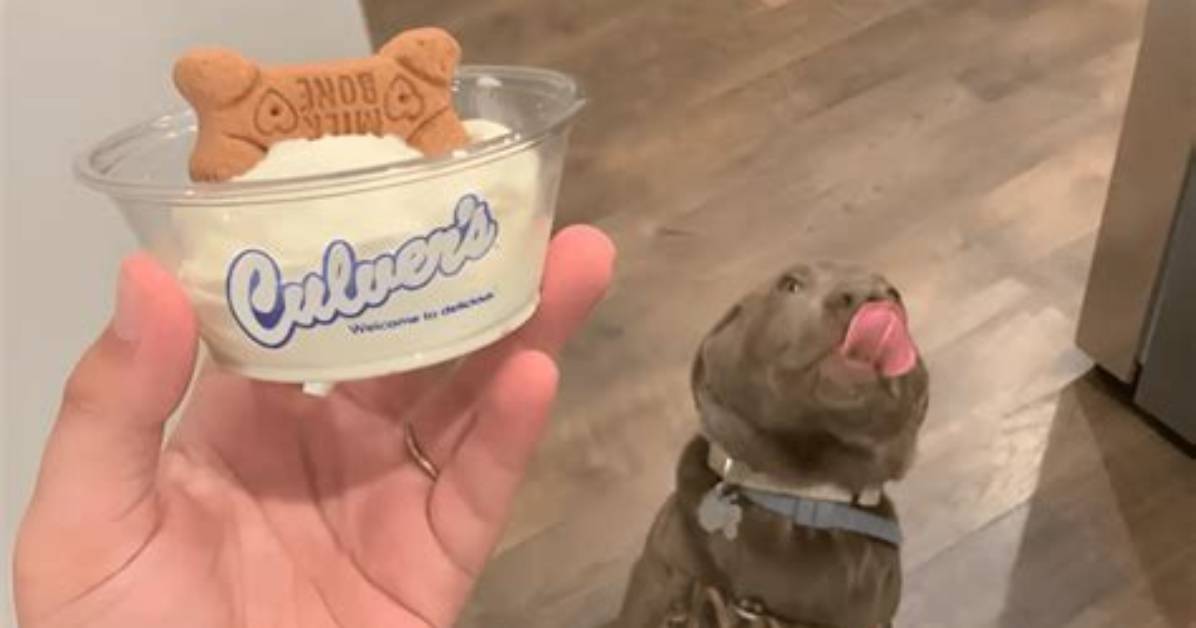 Fast Food Chains Expand Dog Treat Menus in 2026 Where Does Mcdonald S