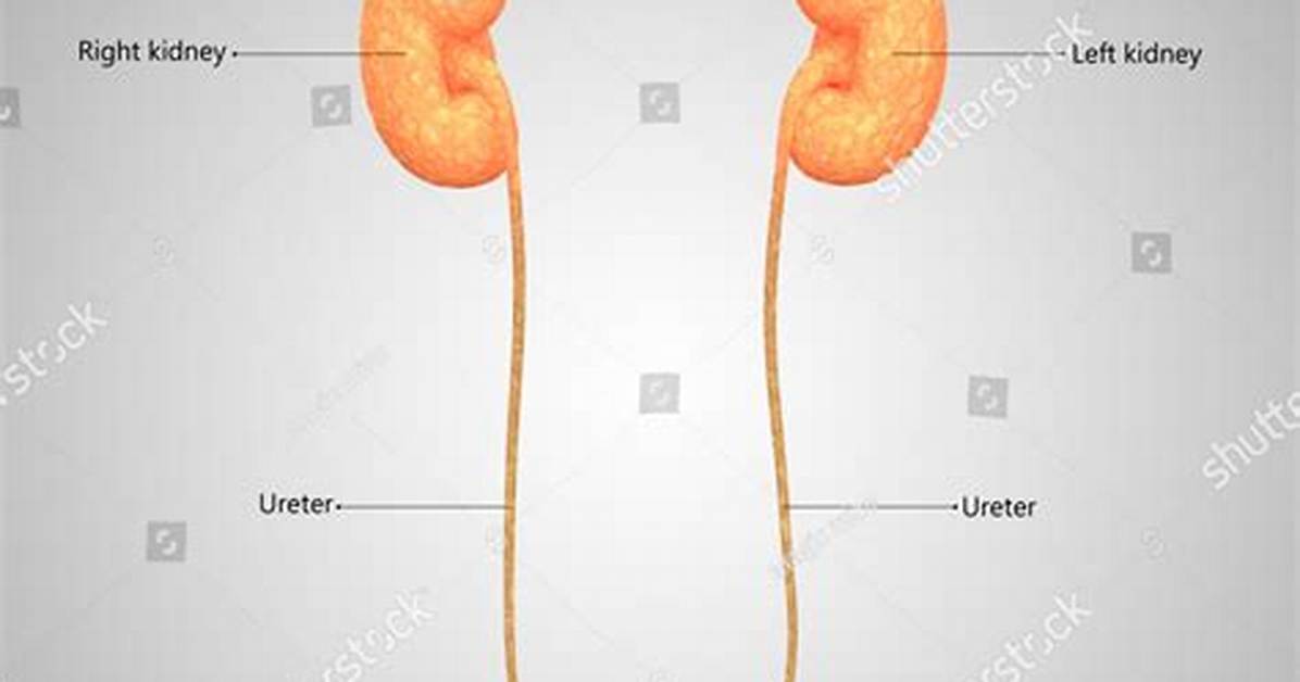 Female Urinary Anatomy Explained a Complete Stigma Free