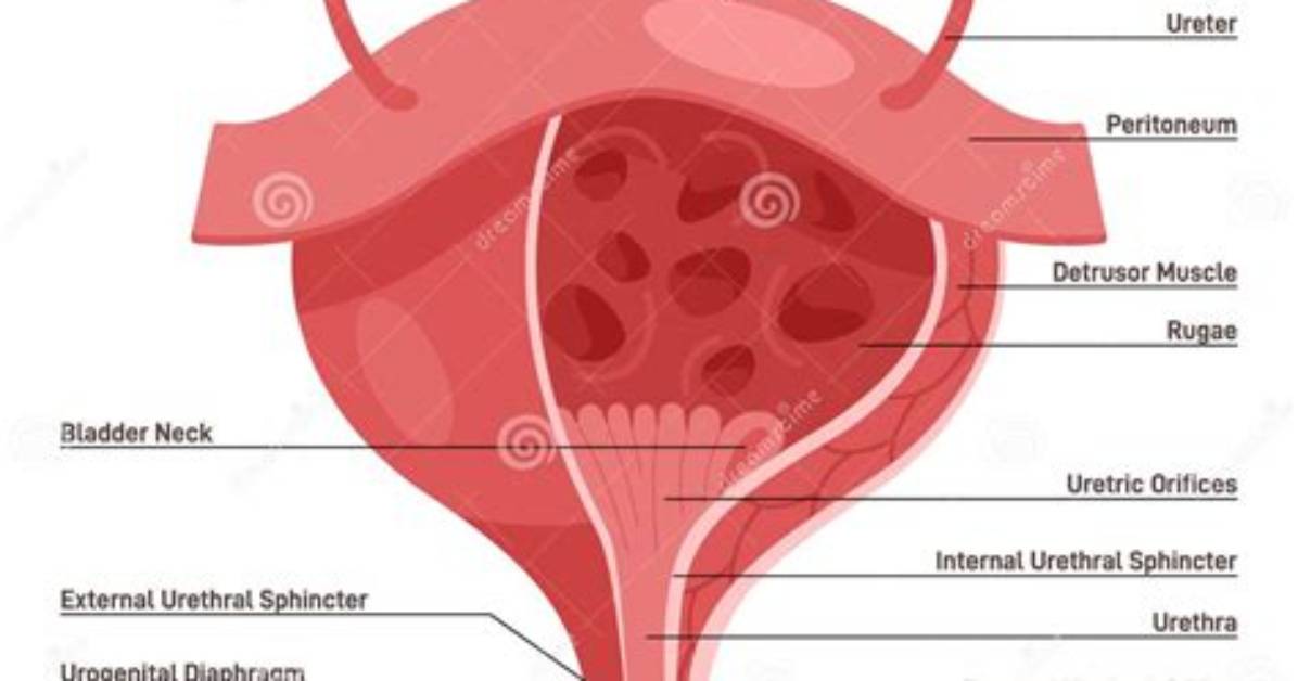 Female Urinary Anatomy Explained A
