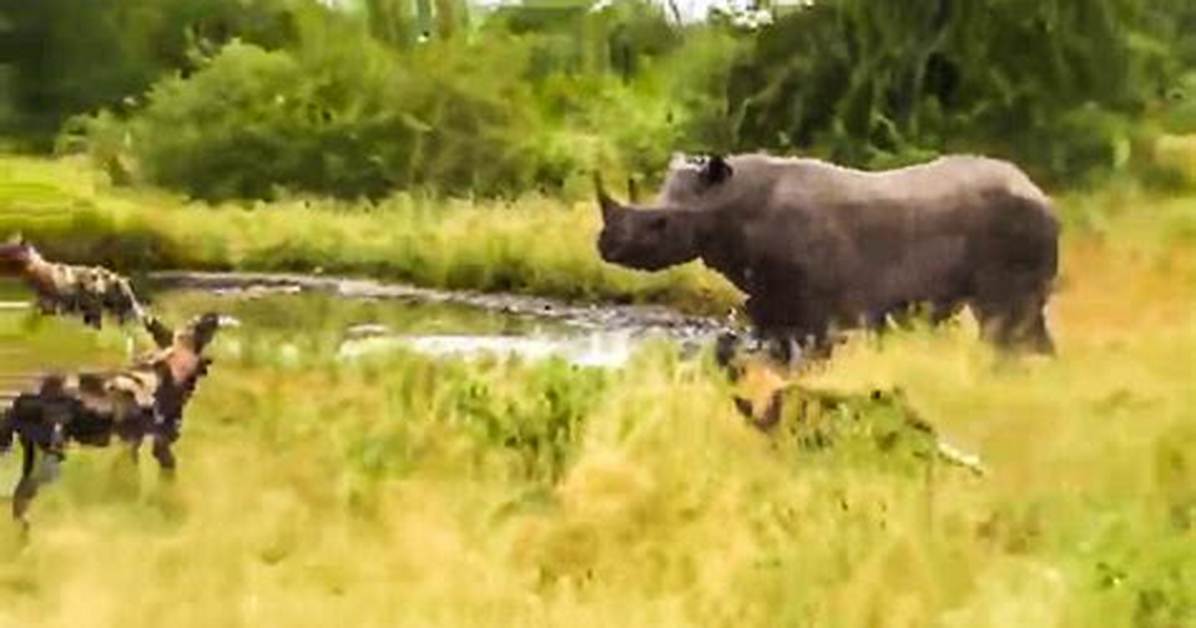 From Alien Sightings to Rhino Face off the Rise of the Muntjac