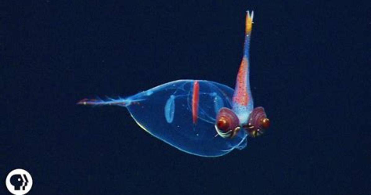 From Deep Sea Oddities to Hollywood Slang the Fish