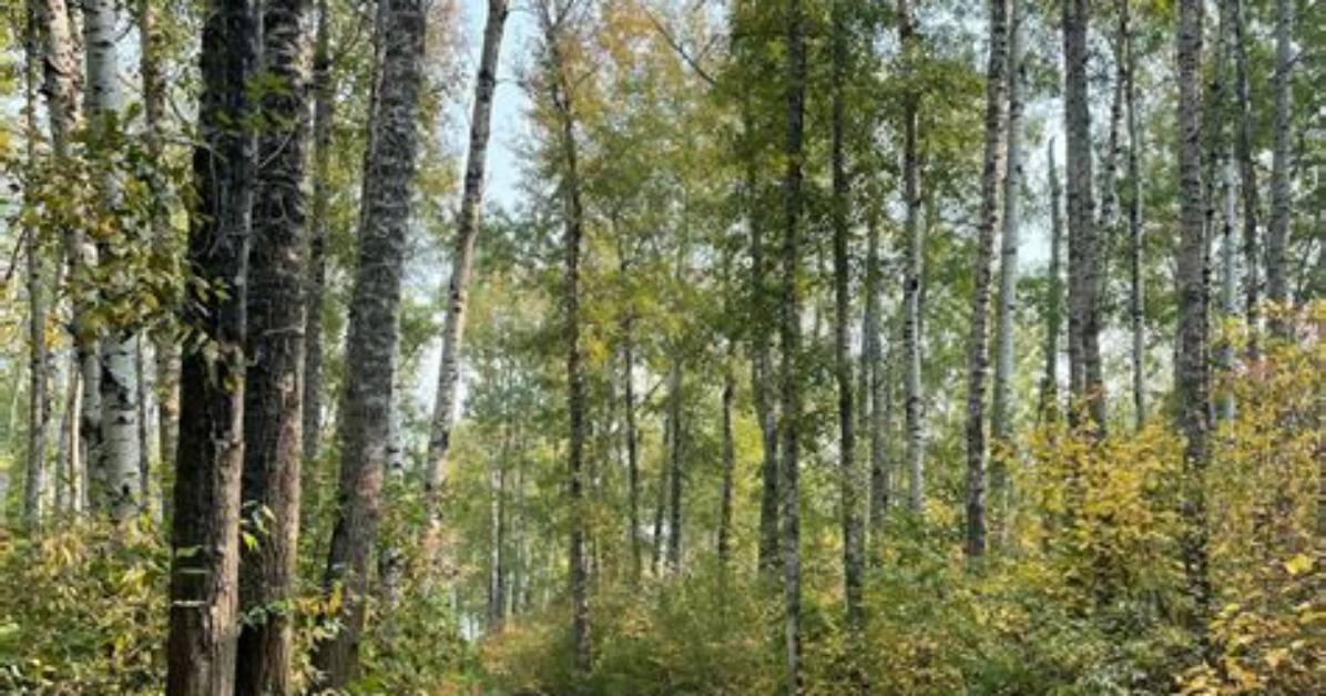 From Pavement to Forest How Rutgers