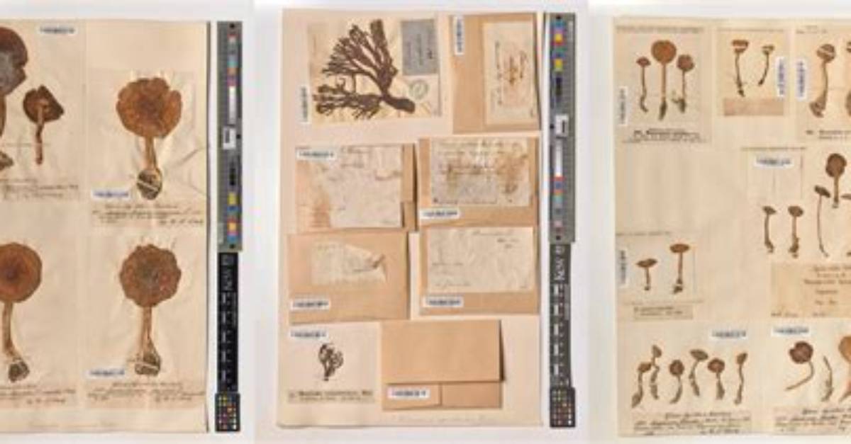 From Sketchbook to Specimen Inside the Kew Gardens Art Legacy Born In