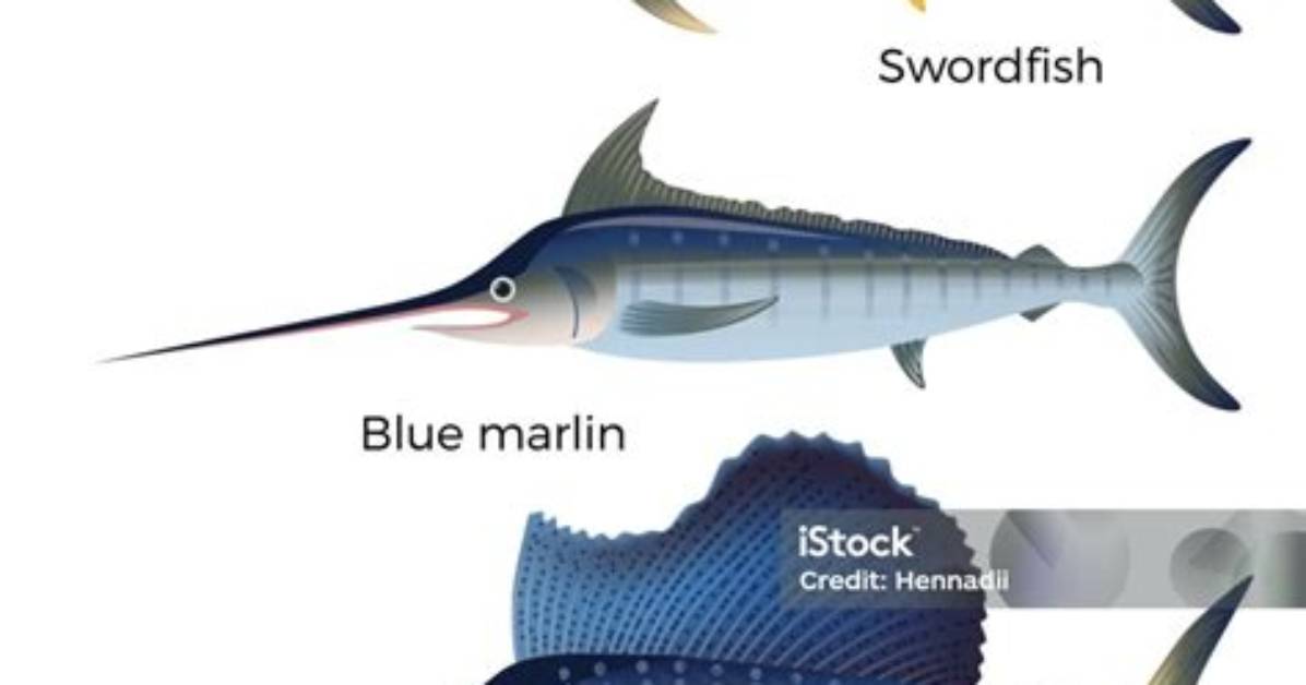 Frozen vs Thawed Swordfish Test Visual Side by Side Texture And