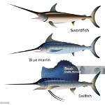Frozen Vs. Thawed Swordfish Test: Visual Side-by-Side Texture and Moisture Results