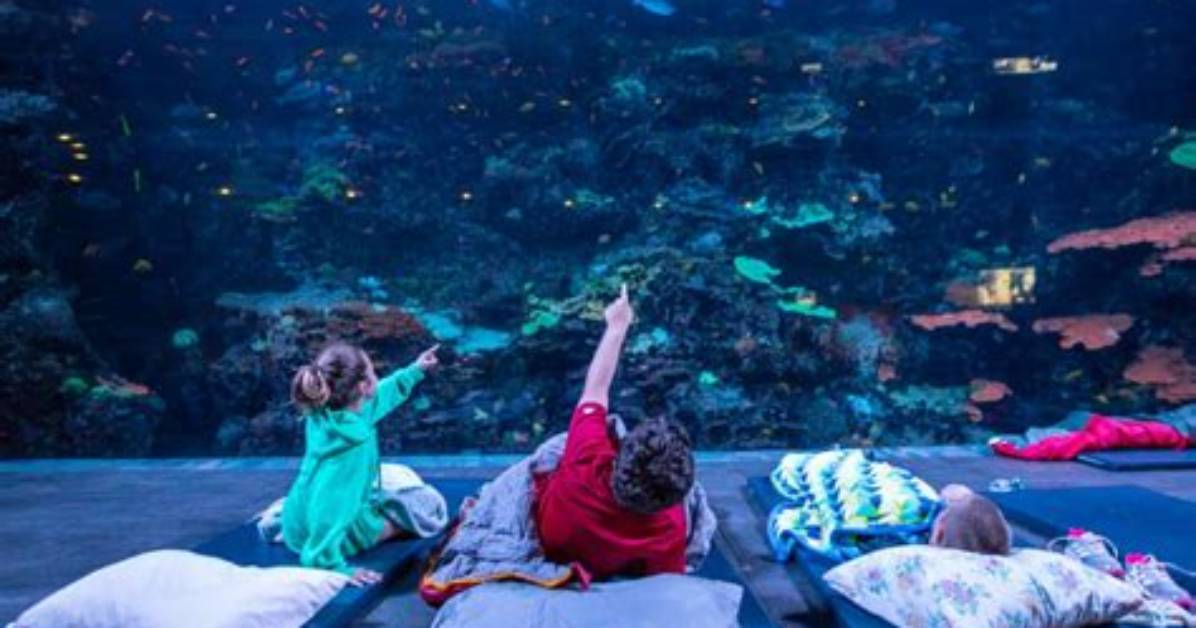 Georgia Aquarium Overnight 2026 Updated Dates Program Changes And