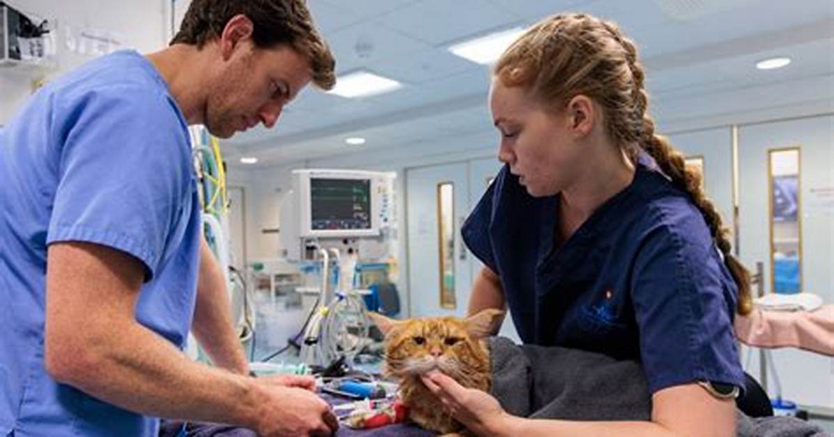 Head Nurse vs Senior Vet Side by Side Perk And