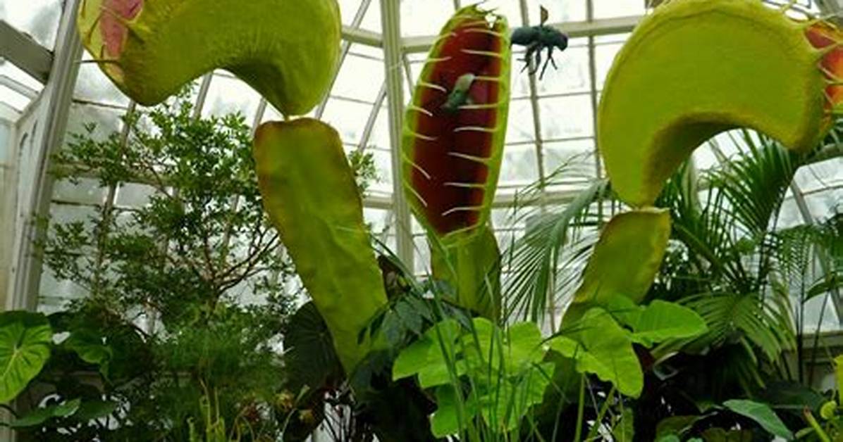 How Big Can a Venus Flytrap Really Grow the Botanical Limits Behind The