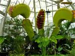 How Big Can a Venus Flytrap Really Grow? the Botanical Limits Behind the Record