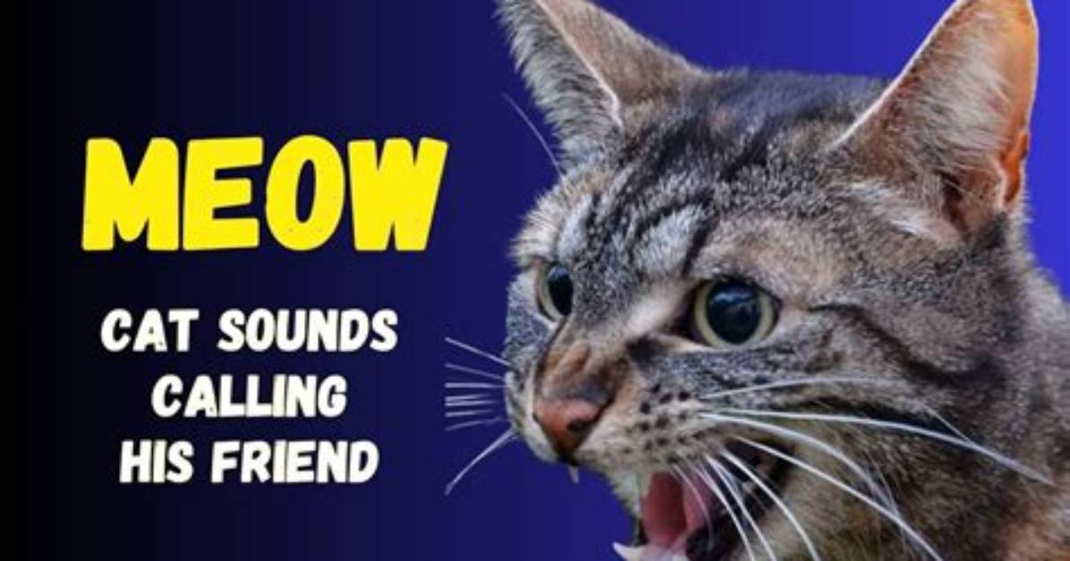 How Cat Calling Sounds Took over The