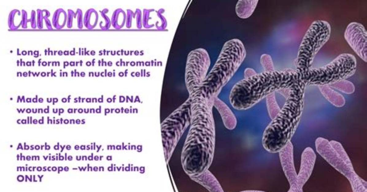 How Chromosomes Absorb Force Without Losing Grip the Cellular