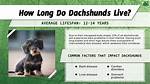 How Long Do Dachshunds Really Live? the Surprising Truth Behind Their Longevity