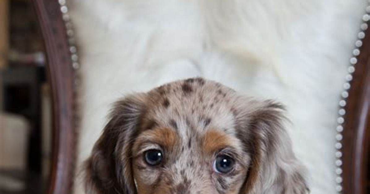 How Mini Long Haired Dapples Took over Social Feeds from Viral Sensation to Pet