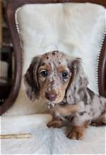 How Mini Long-Haired Dapples Took over Social Feeds: from Viral Sensation to Pet Stardom