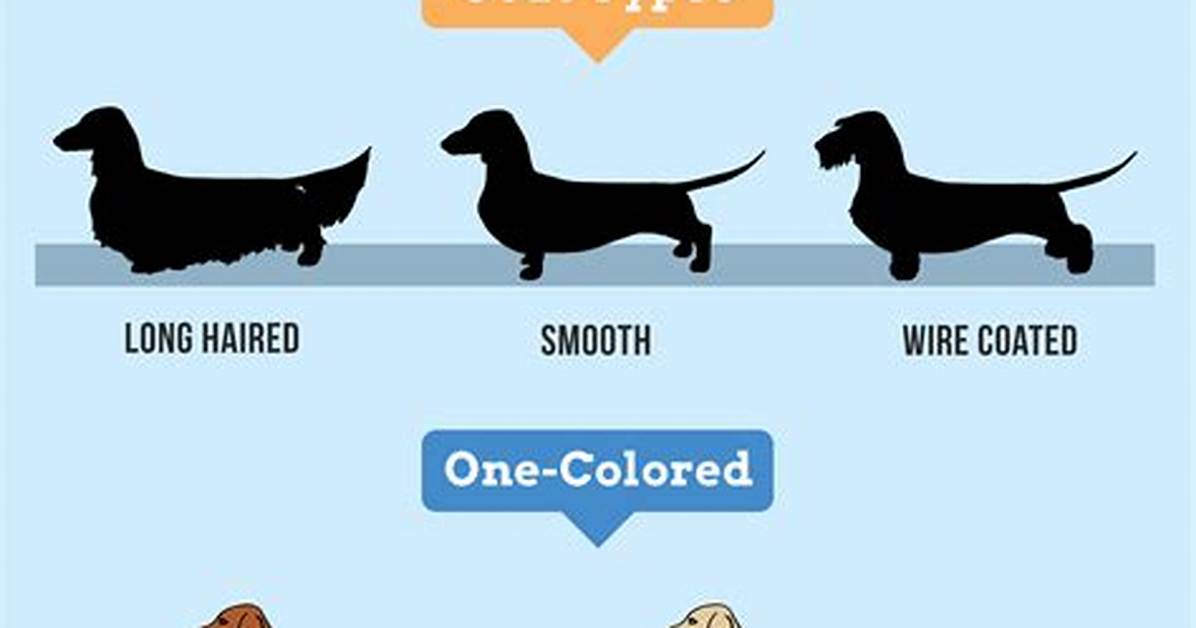 How Miniature Dachshunds Outlive Most Breeds the Surprising