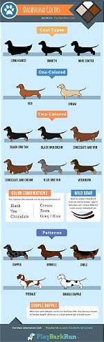 How Miniature Dachshunds Outlive Most Breeds: the Surprising Longevity Secrets