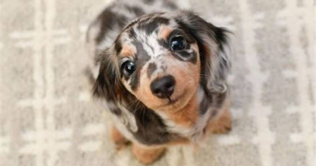 How Miniature Dapple Dachshunds Became 2026 S Top Trending Pet
