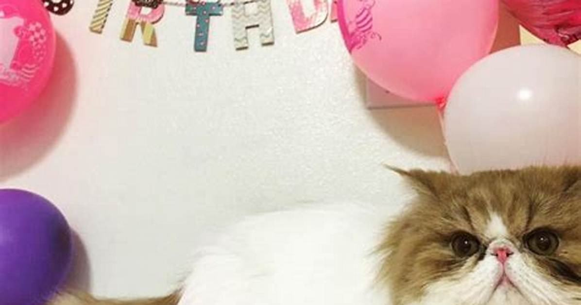 How to Celebrate Your Cat S Birthday Safe Cakes Party Ideas And