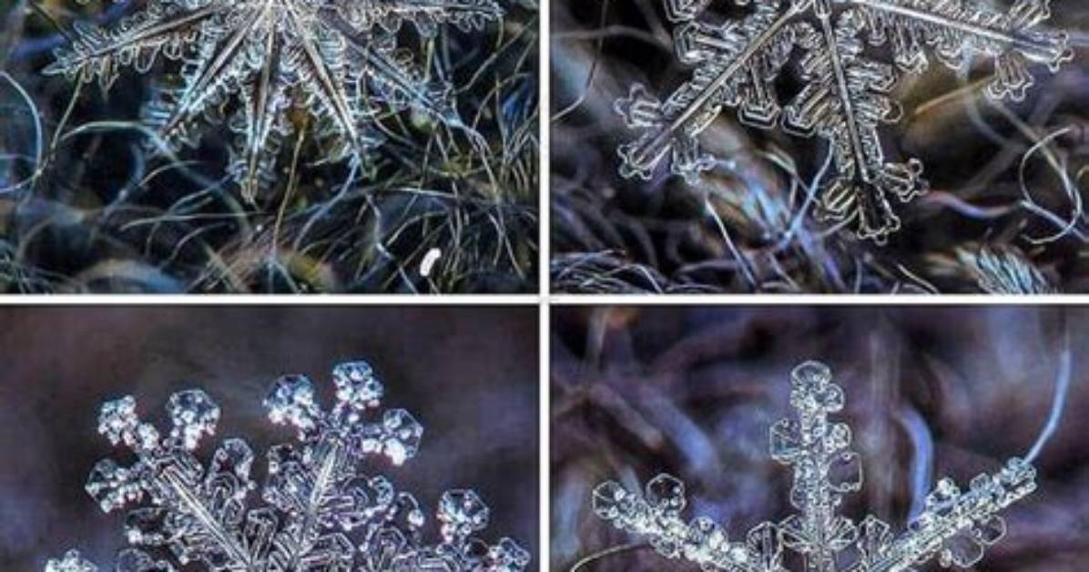 How to Photograph Snowflakes Under a Microscope Field Techniques And