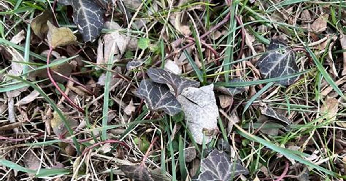 How to Spot Poison Ivy in Grass Tell Tale Signs And