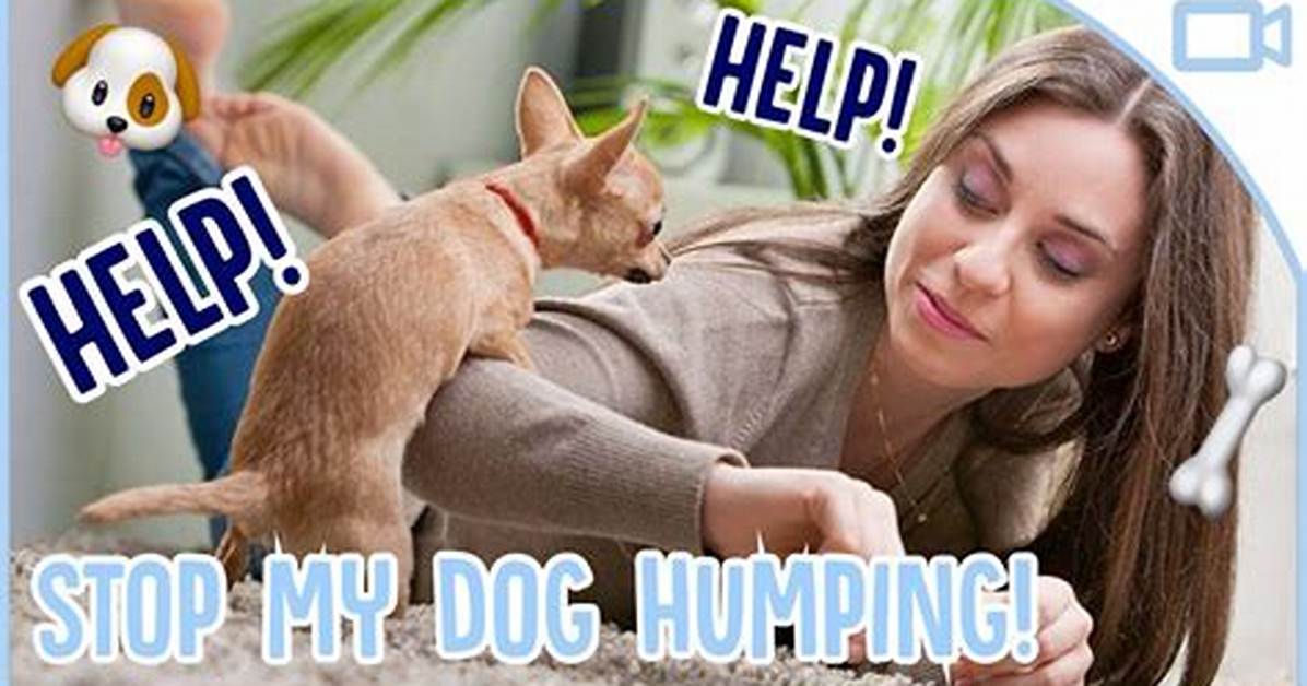 How to Stop Your Pet from Humping Legs the Definitive Training And