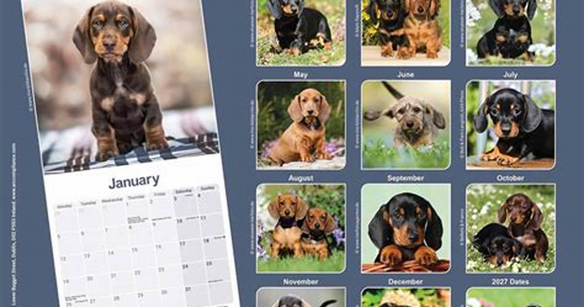 How Viral Dachshund Puppies Triggered a 2026 Designer Dog