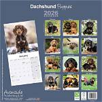 How Viral Dachshund Puppies Triggered a 2026 Designer Dog Craze