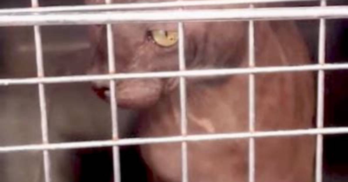 Inside the Henderson Sphynx Cat Raid Why 21 Felines Were Seized