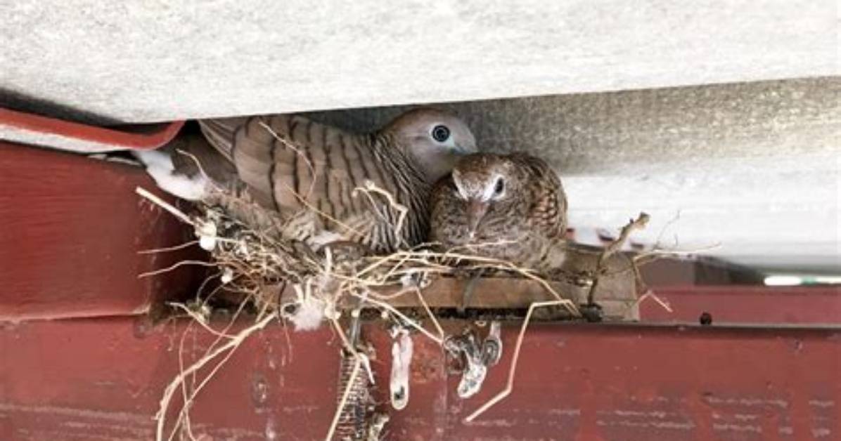 Inside the Rafters Verified Sightings of Birds Perched High In