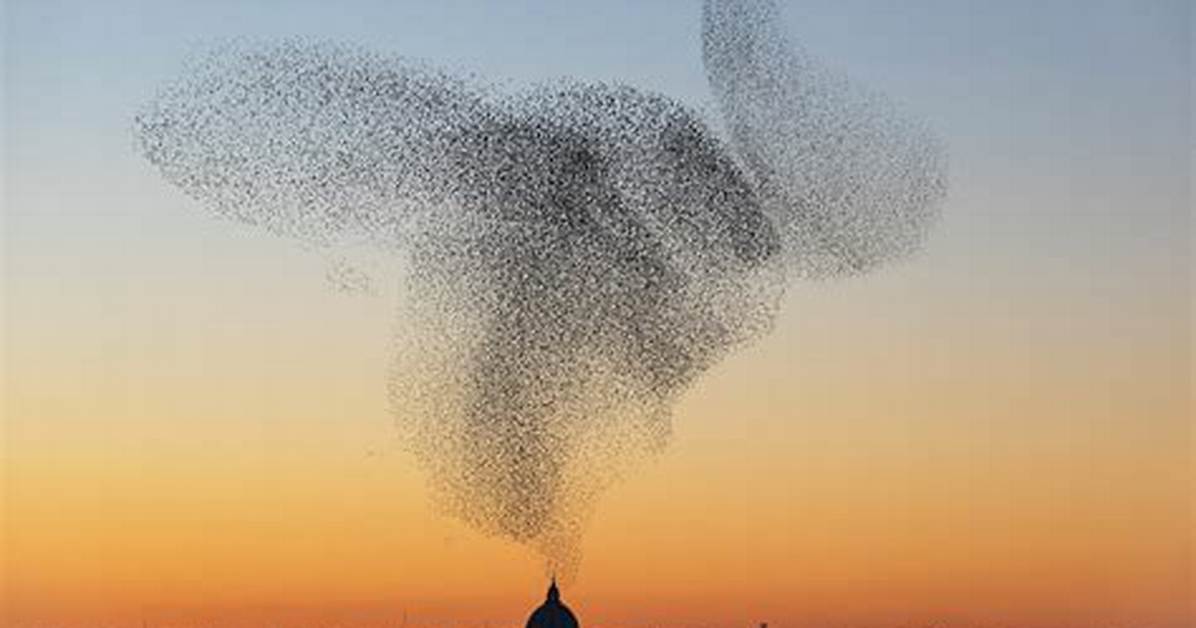 Inside the Sky Starling Trend Debunking the Clickbait