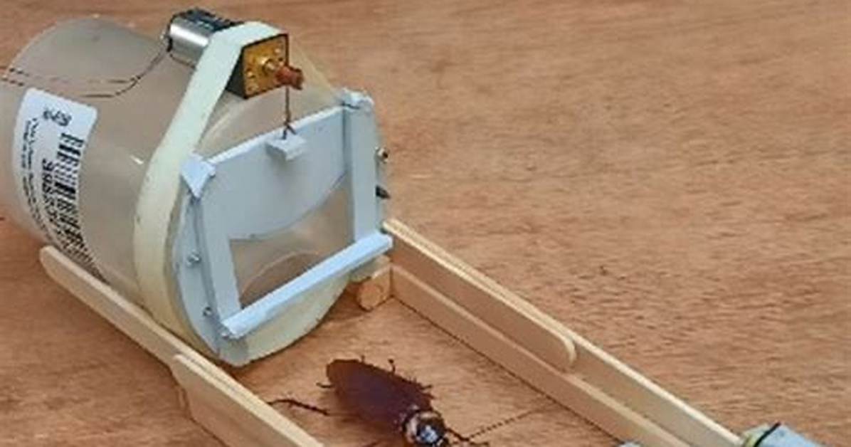Inside the Viral Cockroach Trap Machine Craze Tech Breakthrough Or