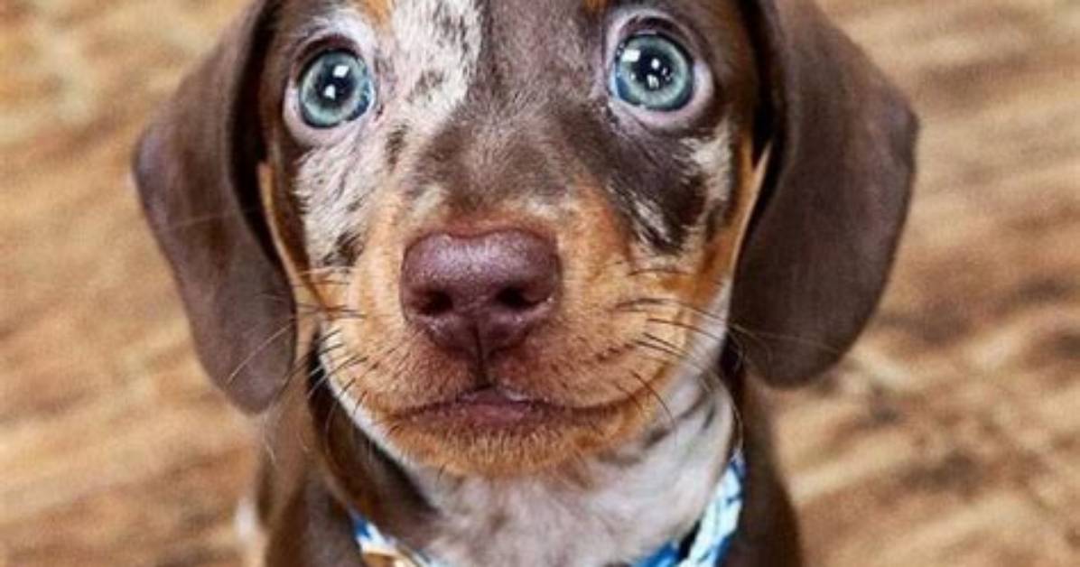 Is a Doxen Right for You the Truth Behind Dachshund Temperament And