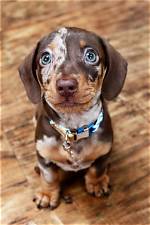 Is a Doxen Right for You? the Truth Behind Dachshund Temperament and Health